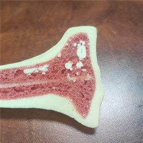 教學(xué)實驗用仿真人體骨骼帶紅芯骨髓